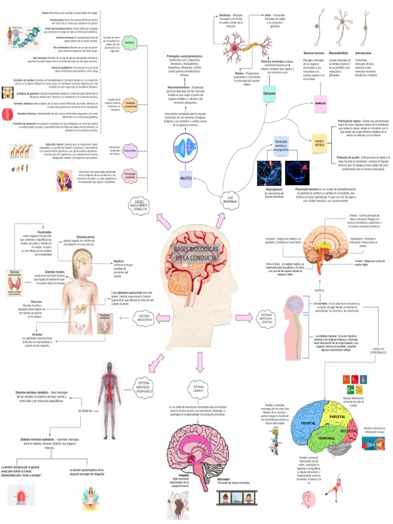 Bases Biologicas de La Conducta | PDF