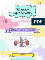 Glandulas Suprarrenales