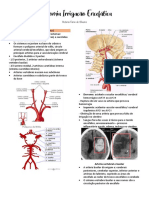 Anatomia Irrigação Encefálica