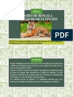 Tigres de Bengala en Extinción