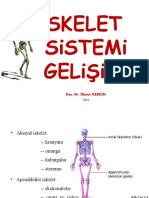 İSKELET Sistemi Gelişimi