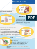 Aparato Reproductor Masculino