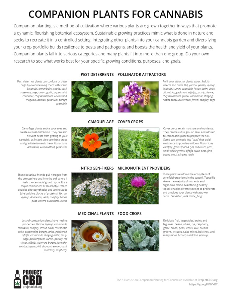 hardy water lily plants Hardy Water Lily Collection main image 0