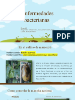 Enfermedades bacterianas en cultivos como maracuyá, banano, maíz, cacao