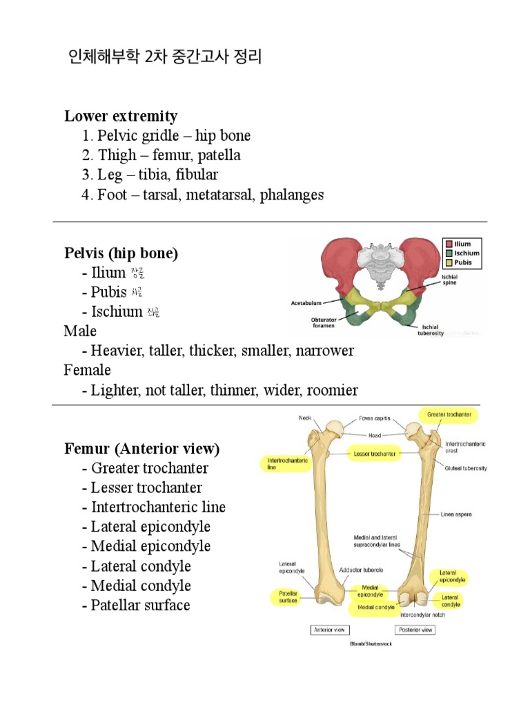 Anatomy Review A Concise Summary of the Key Structures and Joints of
