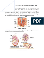 Bahan Makalah Biologi Manusia Kel 7 (Fisiologi Sistem Eksresi)