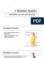 Skeletal System Vertebra and Ribs PPT