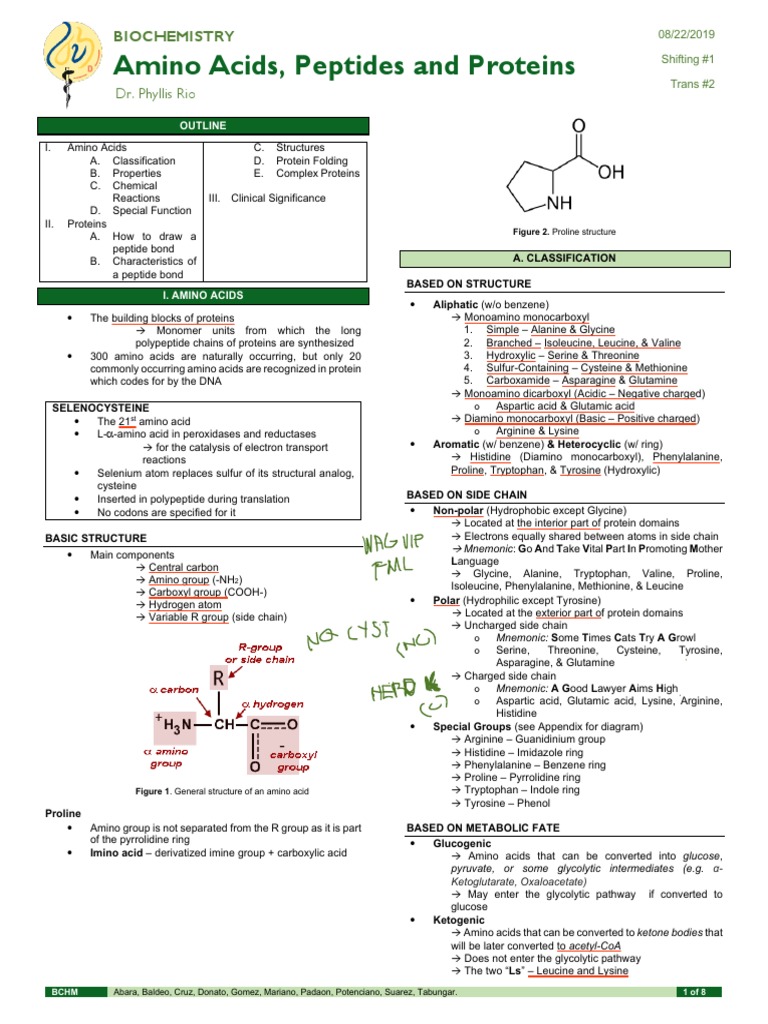 (BCHM) D S01 T02 Amino Acids Peptides Proteins PDF Beta Sheet Amino Acid
