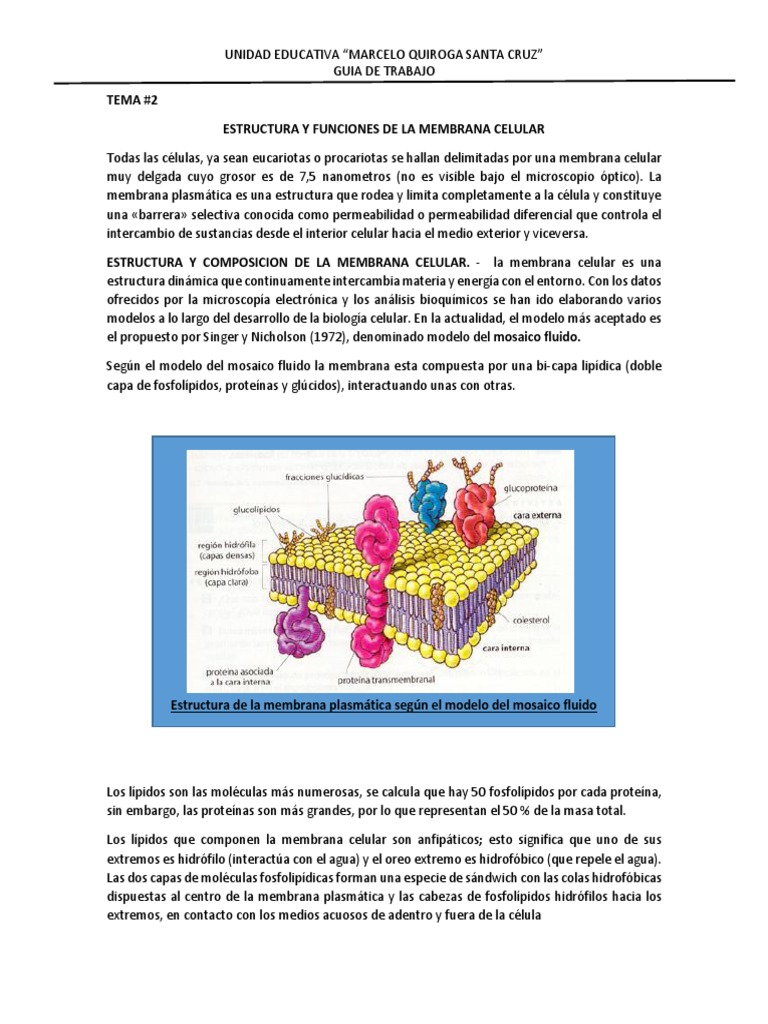 Estructura y Funciones de la Membrana Celular | PDF | Membrana celular ...