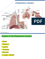 Respiratory System With Highlights