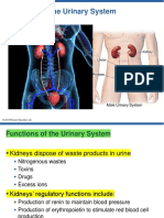Urinary System With Highlights