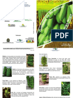 Cultivares de bananeira desenvolvidas pela Embrapa