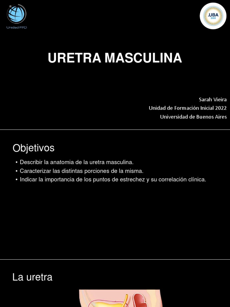 anatom-a-y-porciones-de-la-uretra-masculina-pdf