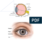 Partes Del Ojo