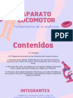 Equipo 4 Anatomia PDF