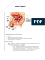 Male Reproductive System