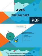 BURUNG DARA BURUNG