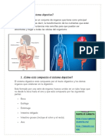 Sistema Digestivo 