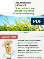 Key Check 5:: Sufficient Nutrients From Tillering To Early Panicle Initiation and Flowering