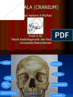 Anatomi Kepala dan Tulang Kranium