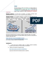 La Sinapsis Tipos PDF