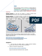 Sinapsis química y transmisión vía neurotransmisores