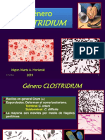 Genero Clostridium