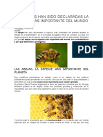 Las Abejas Han Sido Declaradas La Especie Más Importante Del Mundo