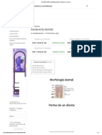 ANATOMÍA DENTAL - Morfología Completa y Funciones de Un Diente