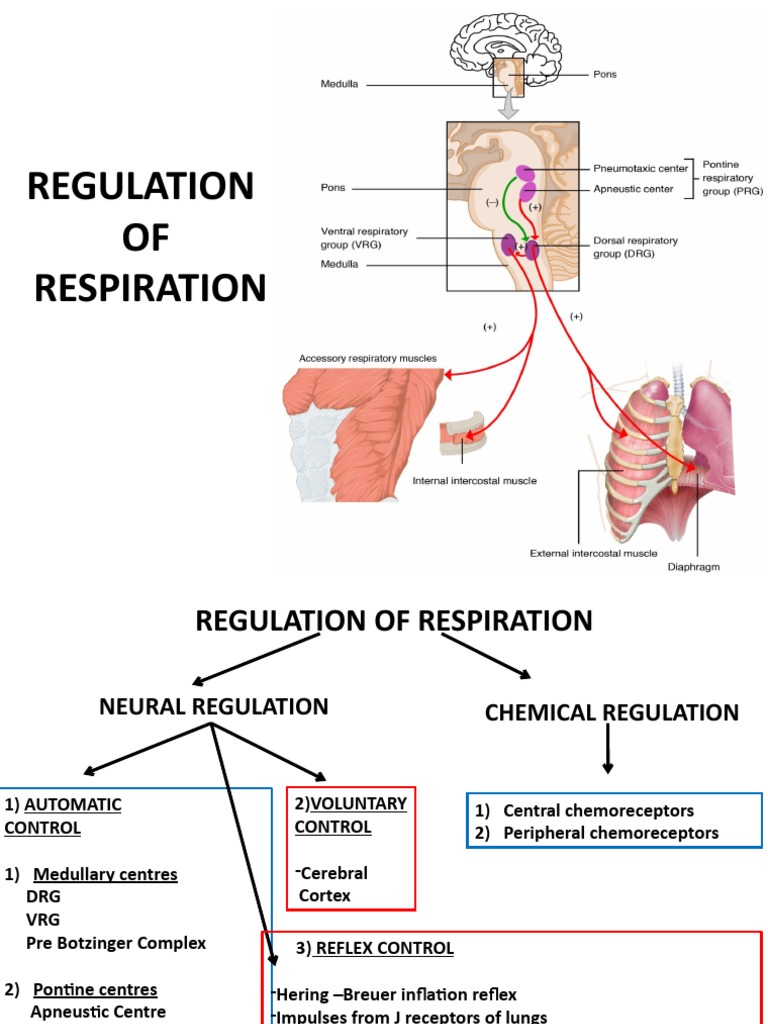 Neural and Chemical Respiration Control | PDF | Neuroscience | Physiology