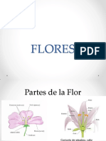 Flores