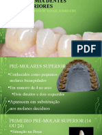 Anatomia Dentes Posteriores