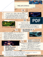 Annotated-Infografia Neuronas