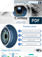 Cornea, Oftalmo 2023