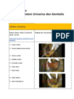 Praktikum Anatomi 4 (Sistem Urogenitalia) - 225160100111030 - Almira Carissa Puspita Wijaya (3) - Compressed