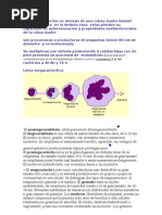 Download Los Megacariocitos Se Derivan de Una Celula Madre Llamad a en La Medula Osea Estas Pierden Su Capacidad de Autorenovacion y des Multi Pot en CIA Les de La Celua Madre by Fabian Viasus SN63029332 doc pdf