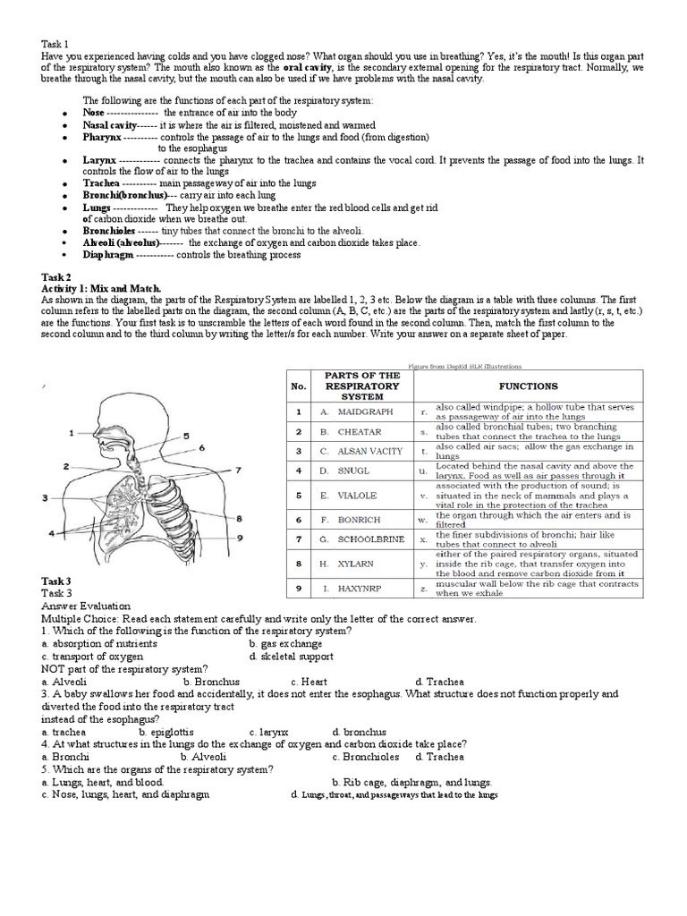 Activity For Set B - 08302022 | PDF | Respiratory Tract | Lung