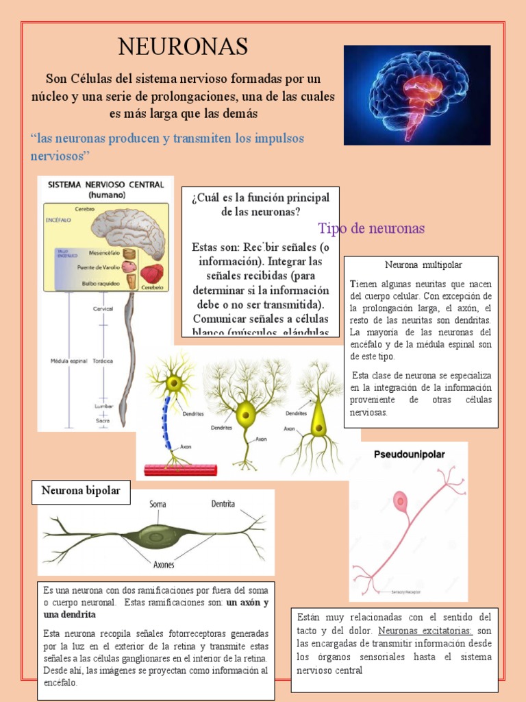 Funciones y tipos de neuronas | PDF | Neurona | Sistema nervioso