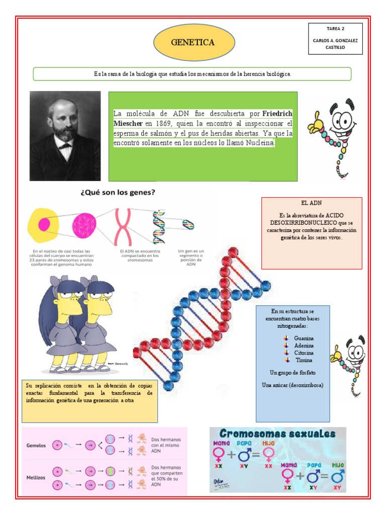 Actividades de ADN para Primaria | PDF | Adn | Genética