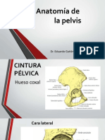 Anatomía de la cintura pélvica y sus huesos