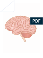 Anatomia Mozgowia Czlowieka