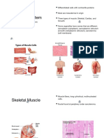 Muscular Tissue His To Doc Boo C