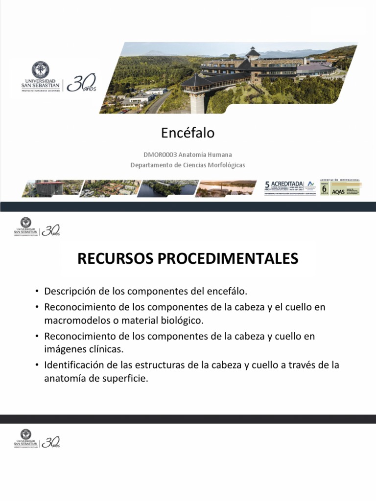 Lab 24 DMOR0003 - 2022 | PDF | Cerebelo | Cerebro