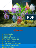 Các kỹ thuật nuôi cá cảnh - 313674 PDF
