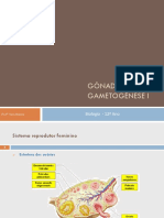 Gónadas e Gametógenese I PDF