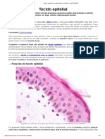 Características e funções do tecido epitelial