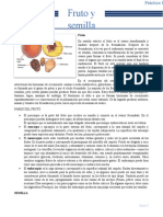 Práctica 10. Fruto y semilla.docx