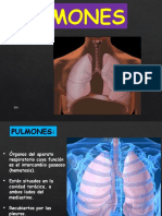 PULMONES