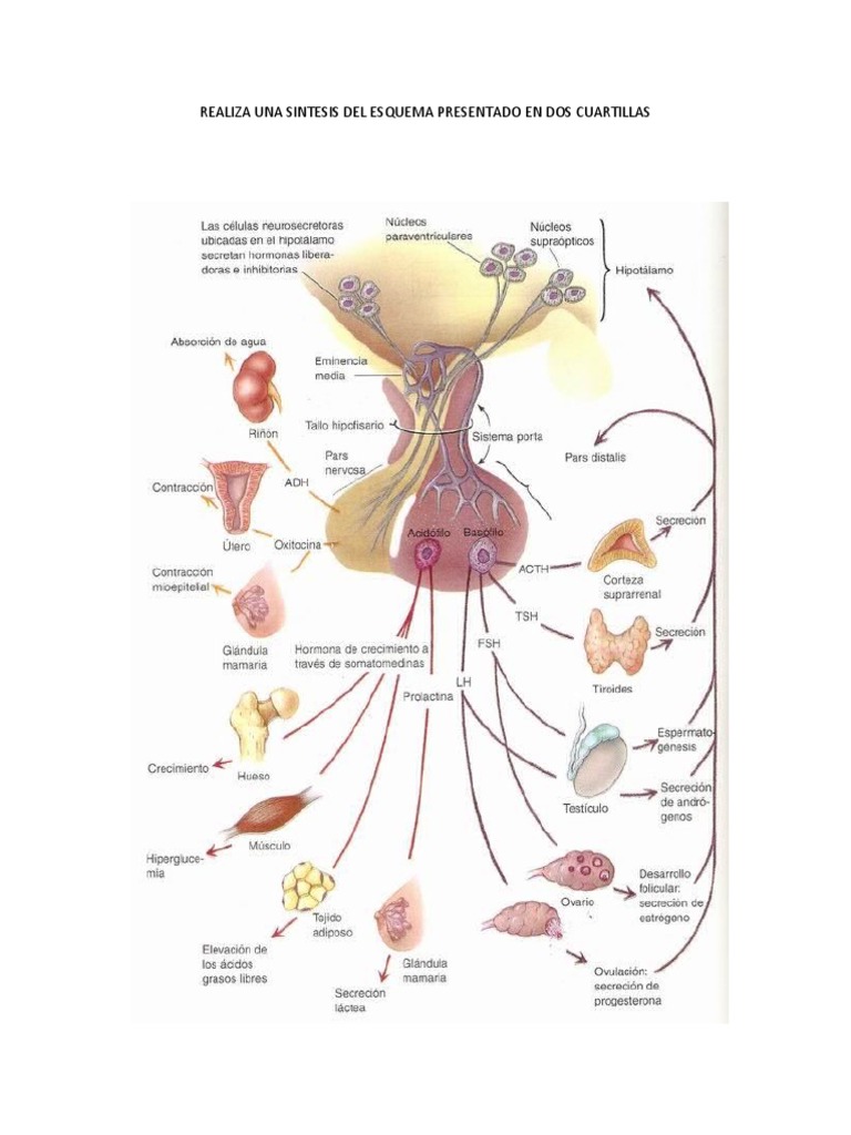 Realiza Una Sintesis Del Esquema Presentadoen Dos Cuartillas PDF
