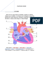 Anatomia-Inimii Amg2b